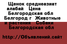 Щенок среднеазиат алабай › Цена ­ 6 000 - Белгородская обл., Белгород г. Животные и растения » Собаки   . Белгородская обл.